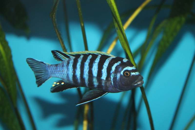 Cynotilapia zebroides 'Hai (Chimate) Reef'